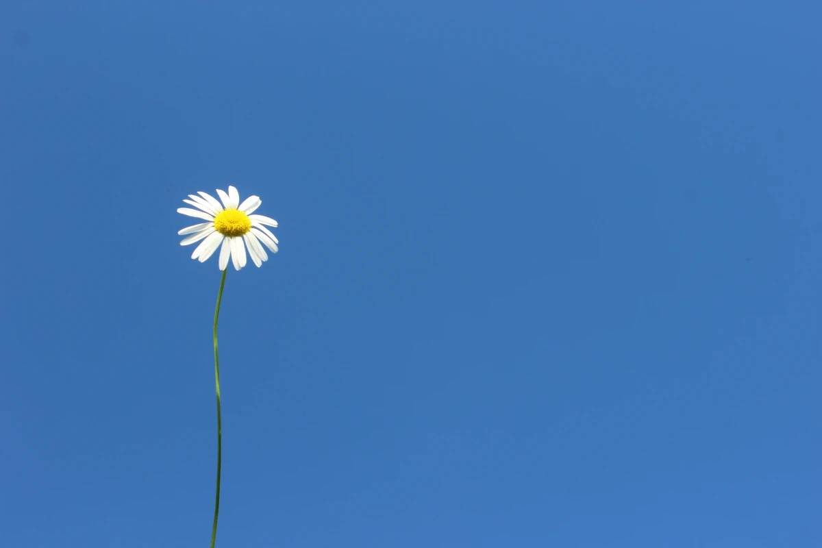 Design de sites web minimalistes : avantages pour l'expérience utilisateur